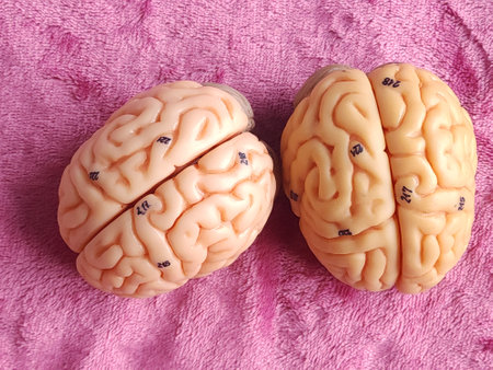 Human brain on pink towel, top view. Conceptual photo of mental healthの写真素材