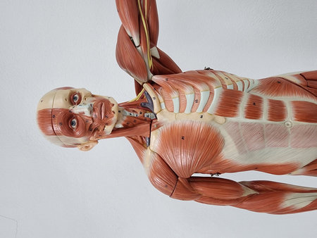 Muscular human body model with internal organs. Anatomy concept.の写真素材