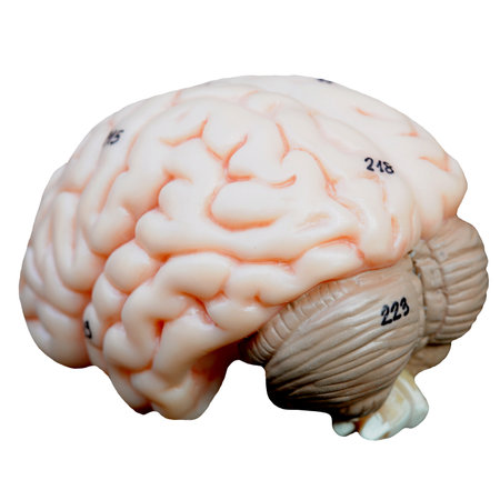Human brain model isolated on white background with clipping path. 3D illustration.の写真素材