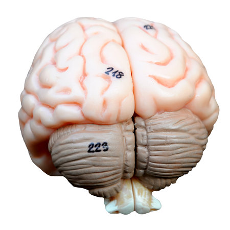 Human brain isolated on white background with clipping path. 3d illustrationの写真素材