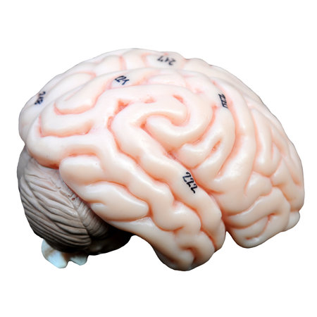 Human brain model isolated on white background with clipping path. 3D illustrationの写真素材