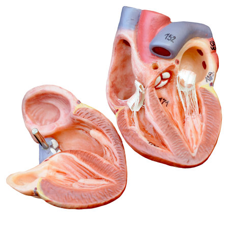 human heart anatomy model with transparent backgroundの写真素材