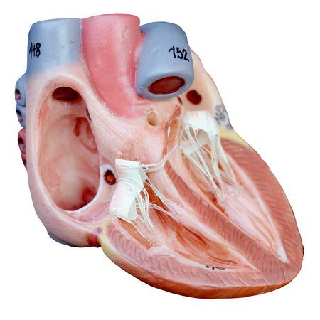 Anatomy of the human heart isolated on a white background.の写真素材