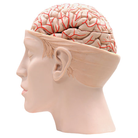 Human head with brain anatomy. 3D rendering isolated on white backgroundの写真素材