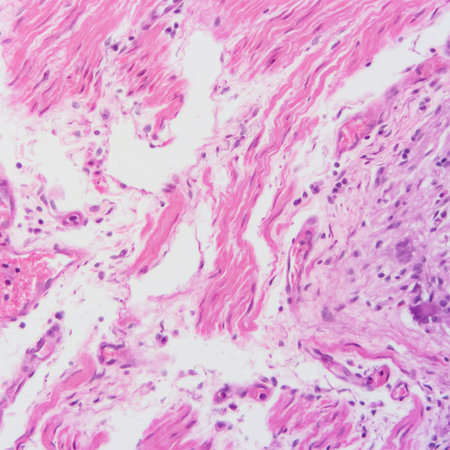 picture of histology human tissue with microscope from laboratory (not Illustration Designation)