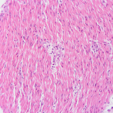 picture of histology human tissue with microscope from laboratory (not Illustration Designation)の写真素材