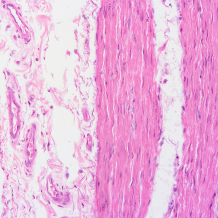 picture of histology human tissue with microscope from laboratory (not Illustration Designation)の写真素材