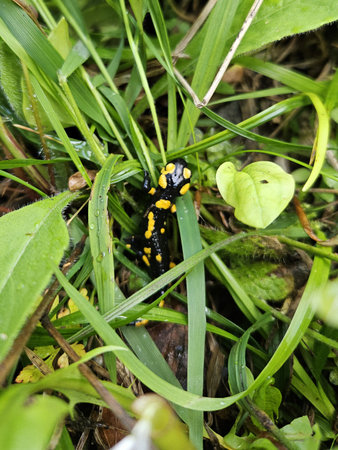 Wild fire salamander on grass in Admont, Austriaの写真素材