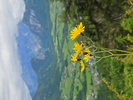The Ragwort (Senecio jacobaea) belongs to the genus of SenecioThe Jacob's Ragwort (Senecio jacobaea) belongs to the plant genus of the ragworts in scenic viewの写真素材
