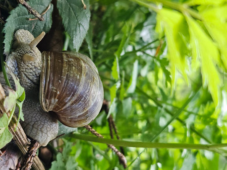 Large slug crawling on woodland grounds in Admont, Austの写真素材