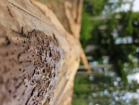 Wood surface showing intricate details of natural textures and patterns. Old tree trunk with holes from a woodwormの写真素材