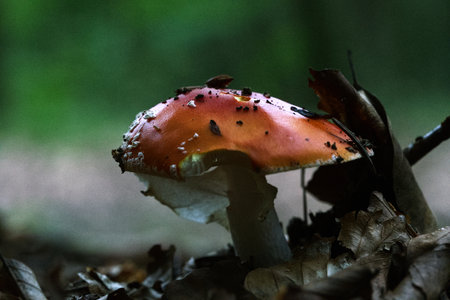 Fly agaric mushroom peeking out of the forest floor in horizontal viewの写真素材