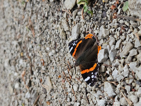 A Red Admiral butterfly (Vanessa atalanta) rests on a gravel road, wings open, blending into the rough texture of small stones in natural sunlight, seen in Admont, Austria.の写真素材