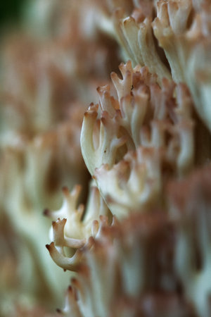 Close up shoot of a ramaria botrytis mushroomの写真素材