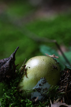 Puffball mushroom peeking out of the forest floor in front viewの写真素材