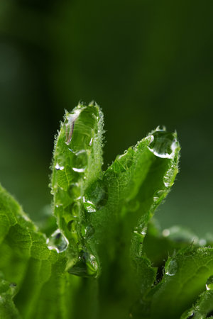 Nature's Freshness - Dew on Leaf in Early Morningの写真素材