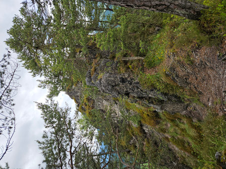 Trail through overgrown woods of an Austrian mountain peakの写真素材