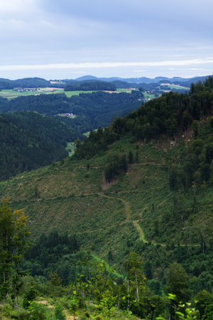 Landscape view of a woodland road in the forestの写真素材