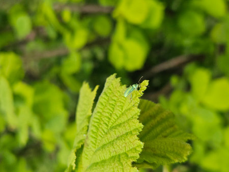 Green bug on a hazelnut leaf in Admont, Austria.の写真素材