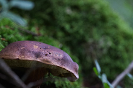 Porcini mushroom peeking out of the forest floor in a side viewの写真素材