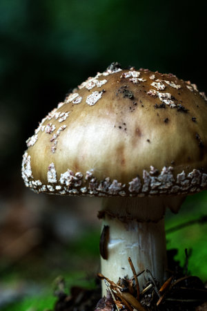 Close up view of an Amanita pantherina mushroom on a woodland floorの写真素材