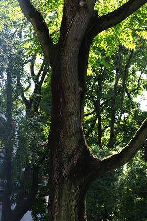 Big tree shimmering in the morning sunの写真素材