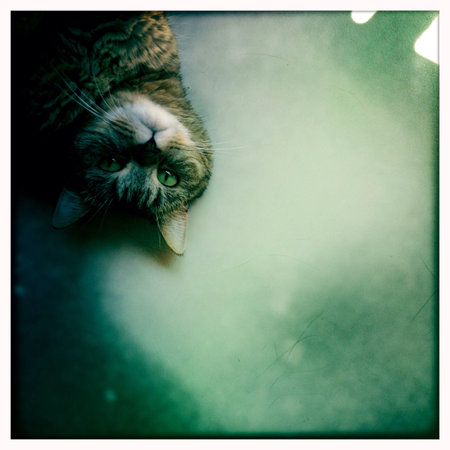 A little critters stare の素材