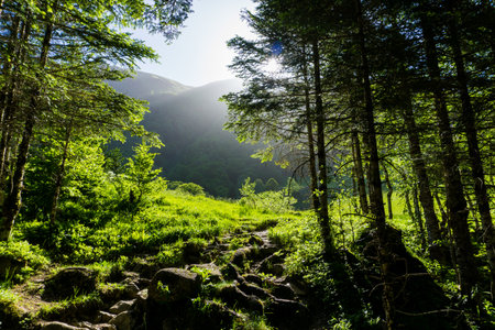 The sun shines through the forests of the mountains of the French Pyrenees. Forest in VallÃ©e du Lis, near the Cascade of Enfer.の写真素材