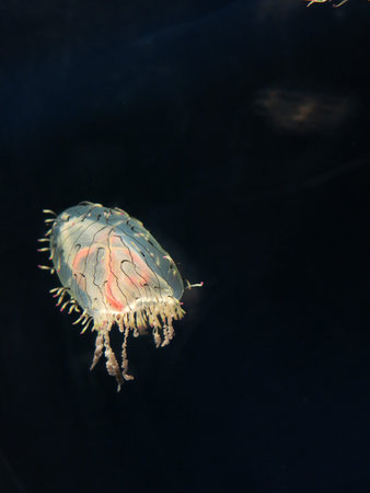                      Jellyfish with the brighting light          