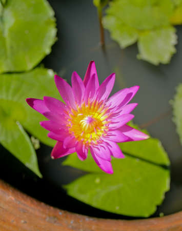 Blooming Lotus in the pond の写真素材