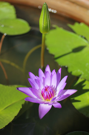 Blooming Lotus in the pond の写真素材