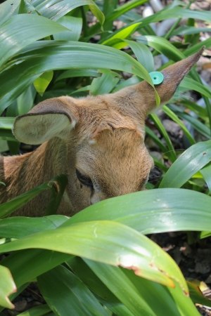 Hiding Alterered Deerの写真素材