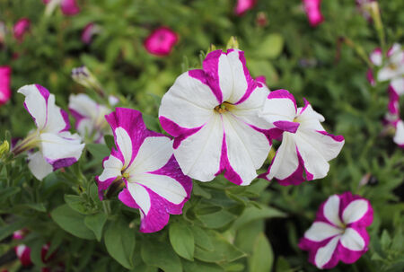 Beautiful Violet and White Flowers の写真素材