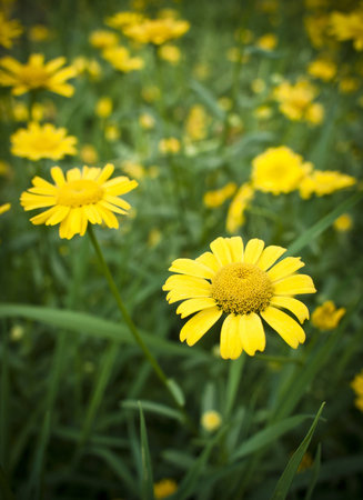 Yellow flower in the foreground and blur background