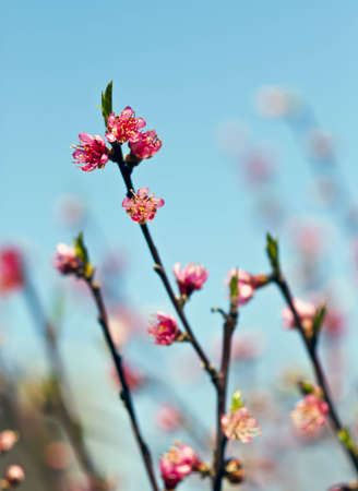 Flowers on a blurred backgroundの写真素材