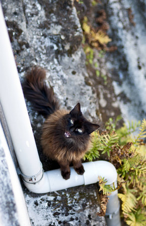 Stray cat looking upの写真素材