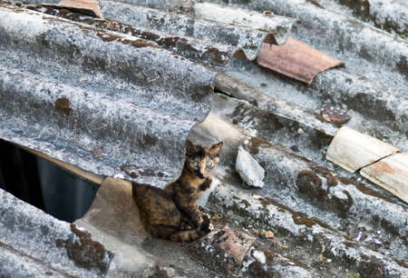 Stray cat on a roofの写真素材