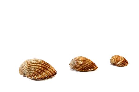 Cockleshellsの写真素材