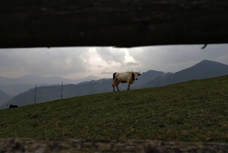 cow in the villageの写真素材