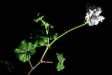 flowers bloomingの写真素材