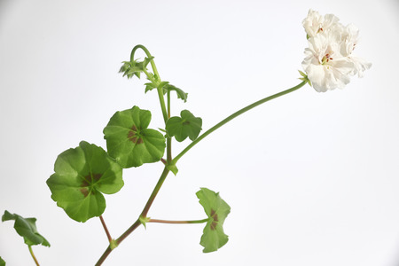 flowers bloomingの写真素材