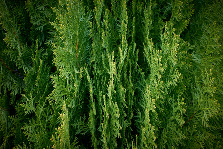 Green cypress tree macro