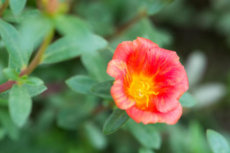 red blooming flowerの写真素材