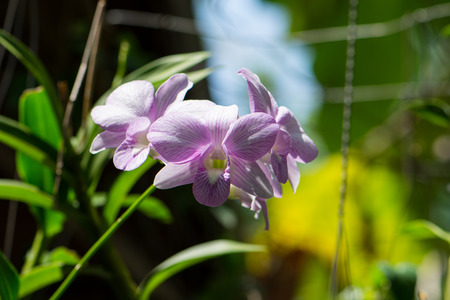 purple orchid flowerの写真素材