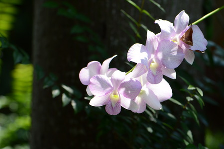 purple orchid flowerの写真素材