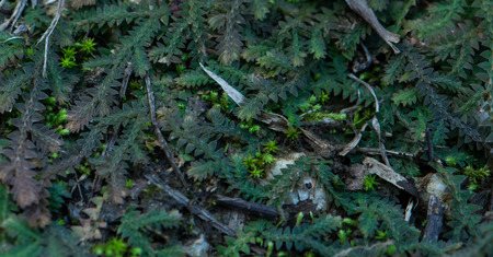 moss in the gardenの写真素材