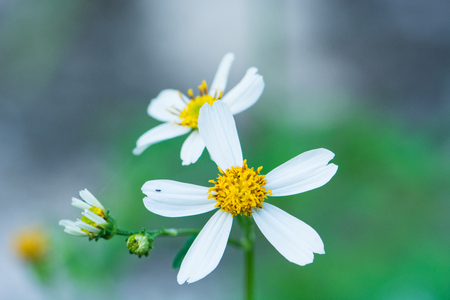 white flower in the gardenの写真素材