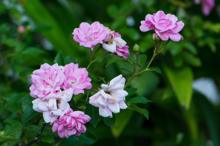 pink rose blooming in the gardenの写真素材
