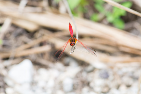 dragonfly in the gardenの写真素材