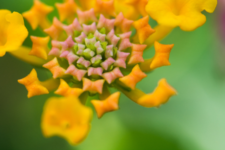 lantana camara flowerの写真素材